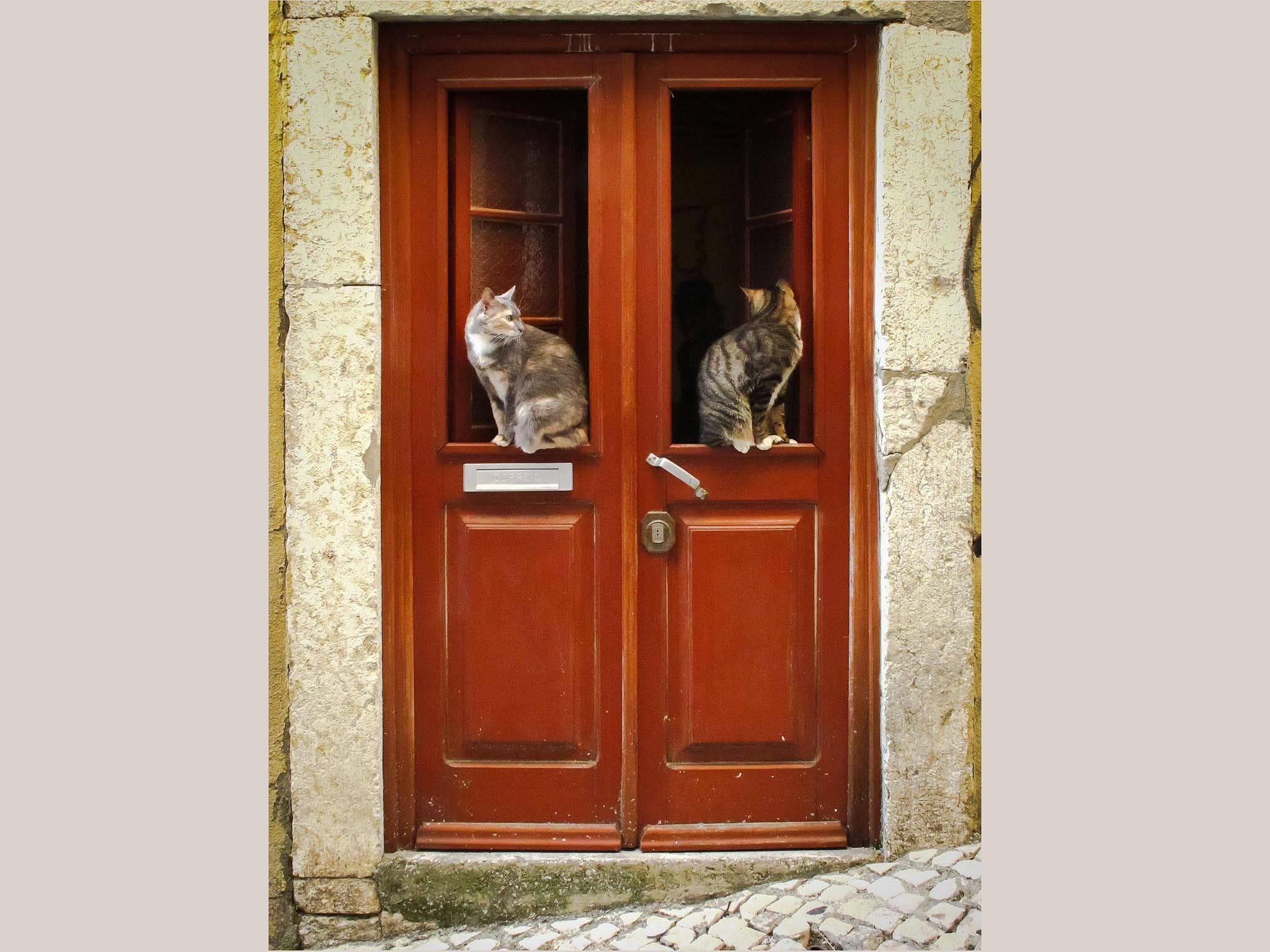 Random Photos_2_Cats at the Door