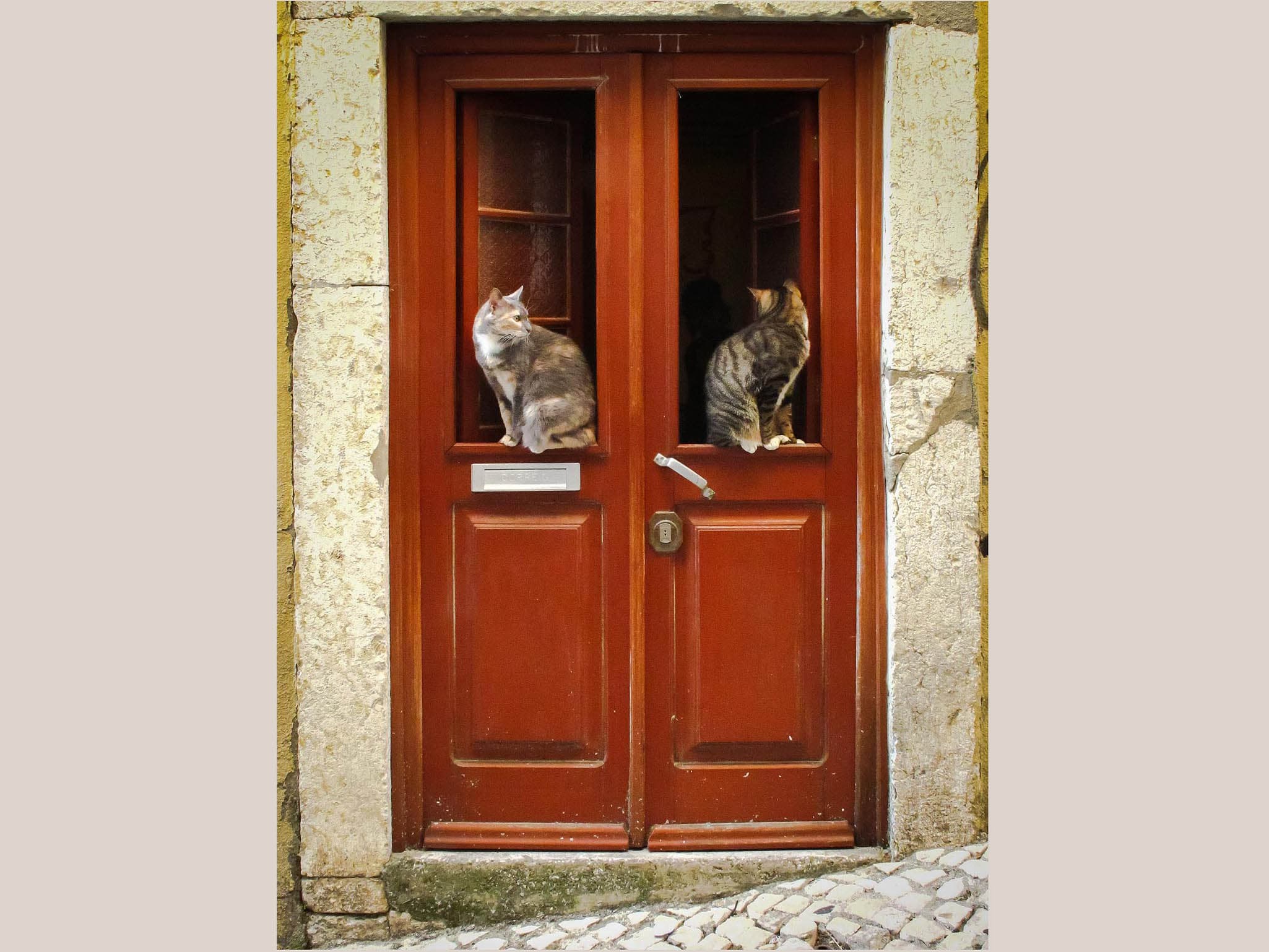 Fotografias Aleatórias_1_Gatos na Porta