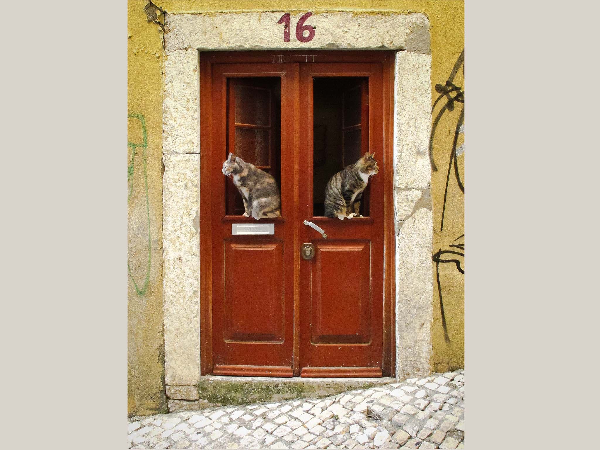 Fotografias Aleatórias_2_Gatos na Porta
