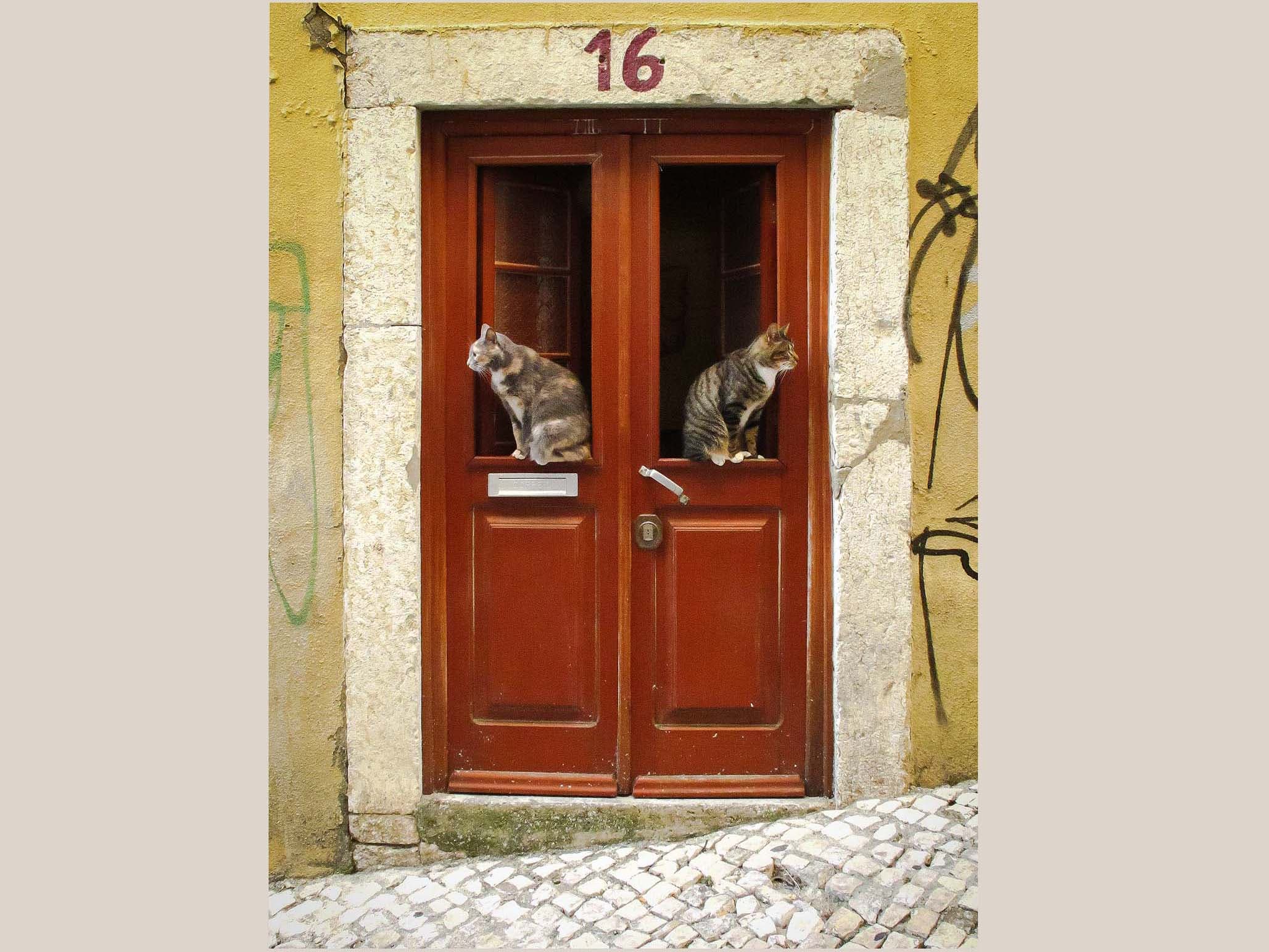 Fotografias Aleatórias_2_Gatos na Porta